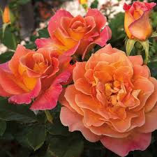 ROSIE THE RIVITER ROSE