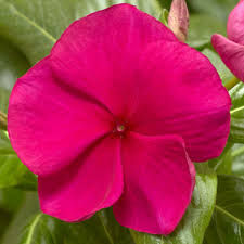 Vinca Cora Hotgenta 6 pack