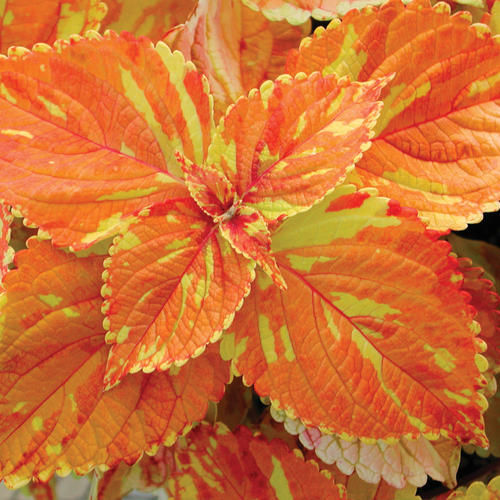 Coleus Freckles 4.5 inch pot