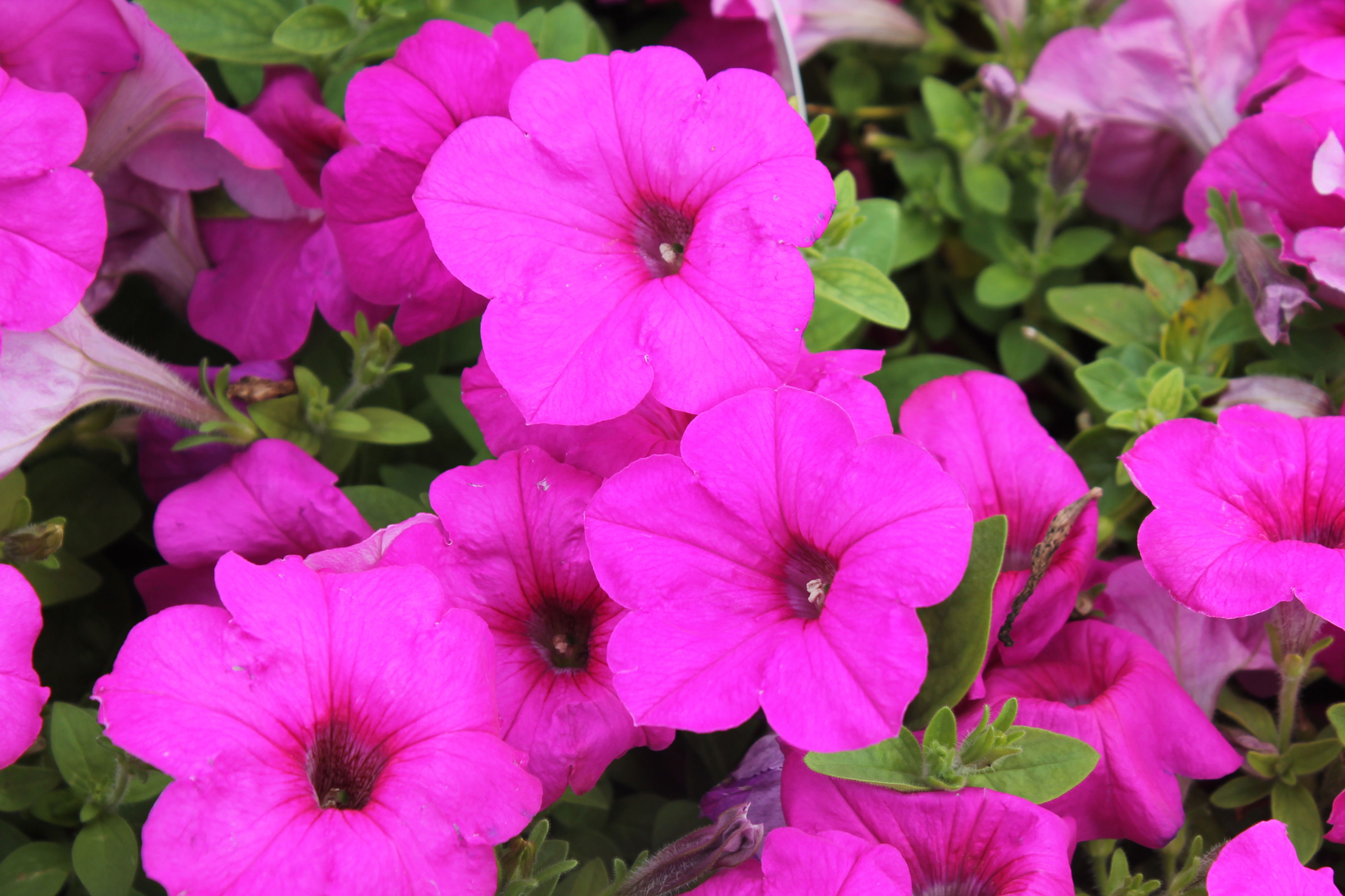 PETUNIA EASY WAVE NEON ROSE HANGING BASKET