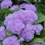 AGERATUM BLUE FLAT-32 PLANTS