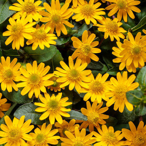 Sanvitalia Sunbini Yellow 4.5 inch pot