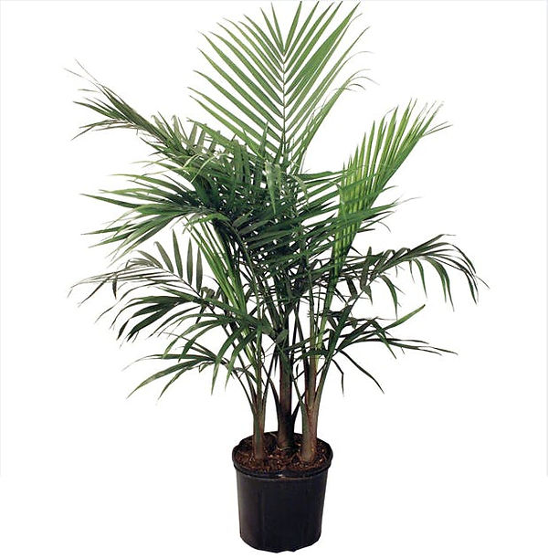 majesty palm.jpg