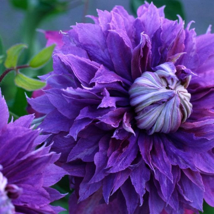 CLEMATIS DIAMANTINA GALLON POT