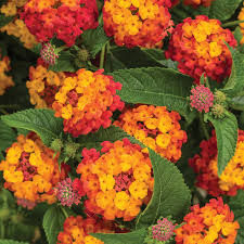 LANTANA CITRUS BLEND 4.5INCH POT