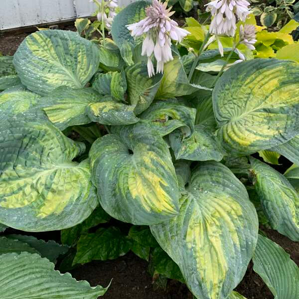 HOSTA SOUND OF MUSIC GALLON POT-PLANTAIN LILY