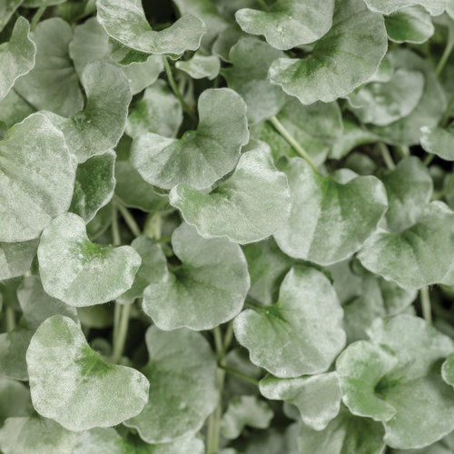 DICHONDRA SILVER FALLS 4.5INCH BENCH POT