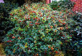 HOLLY COMBINATION 3G BUSH