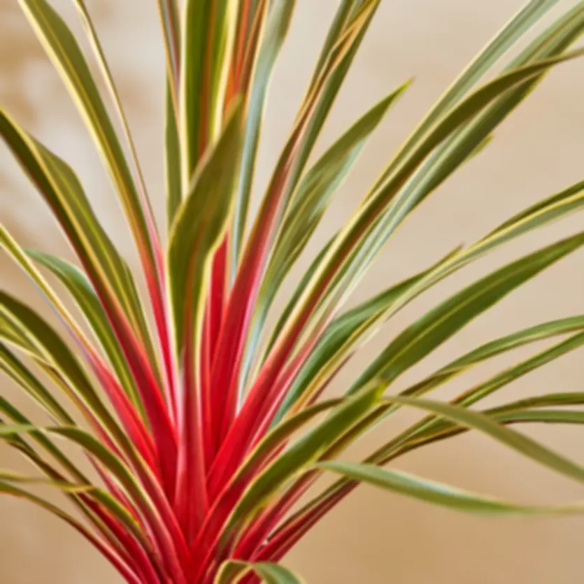 CORDYLINE MAGIC STAR 1GAL POT