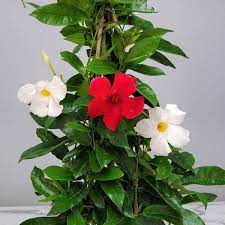 Mandevilla Assorted colors 1 gal