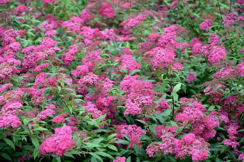 SPIREA ANTHONY WATERER 1GAL BUSH