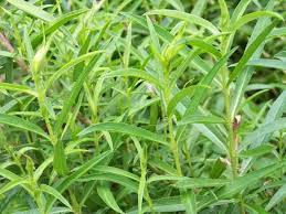 Herb Russian Tarragon 4inch pot