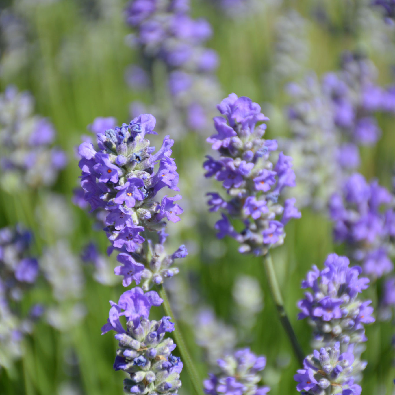 LAVANDULA MUNSTEAD LAVENDER