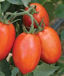 Roma Tomato Single 3 inch pot