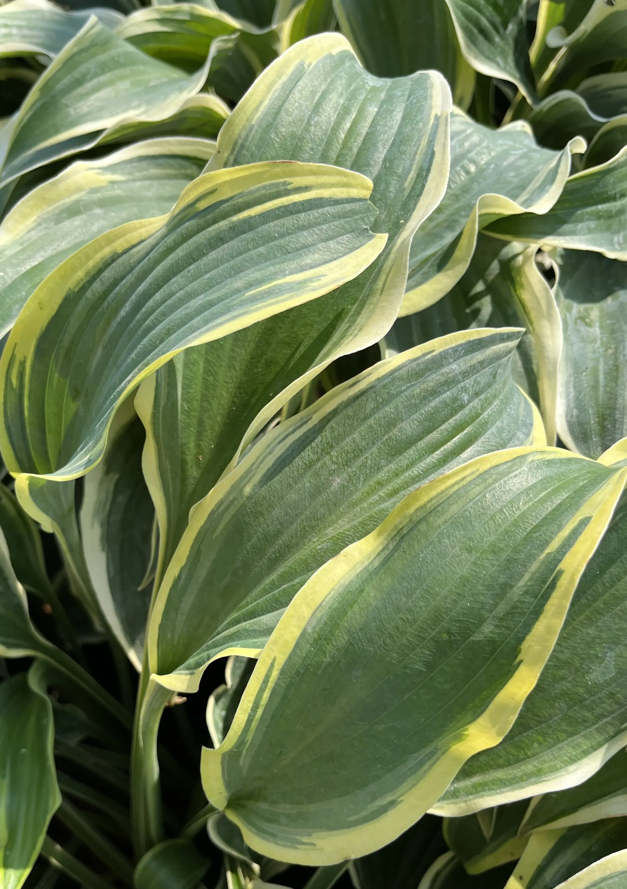 HOSTA FRANCHESKA GALLON POT PLANTAIN LILY
