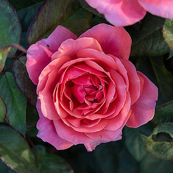 Roses | benchsgreenhouse