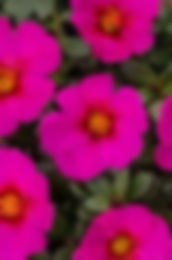 PORTULACA COLORBLAST PLUMBERRY 4.5INCH BENCH POT