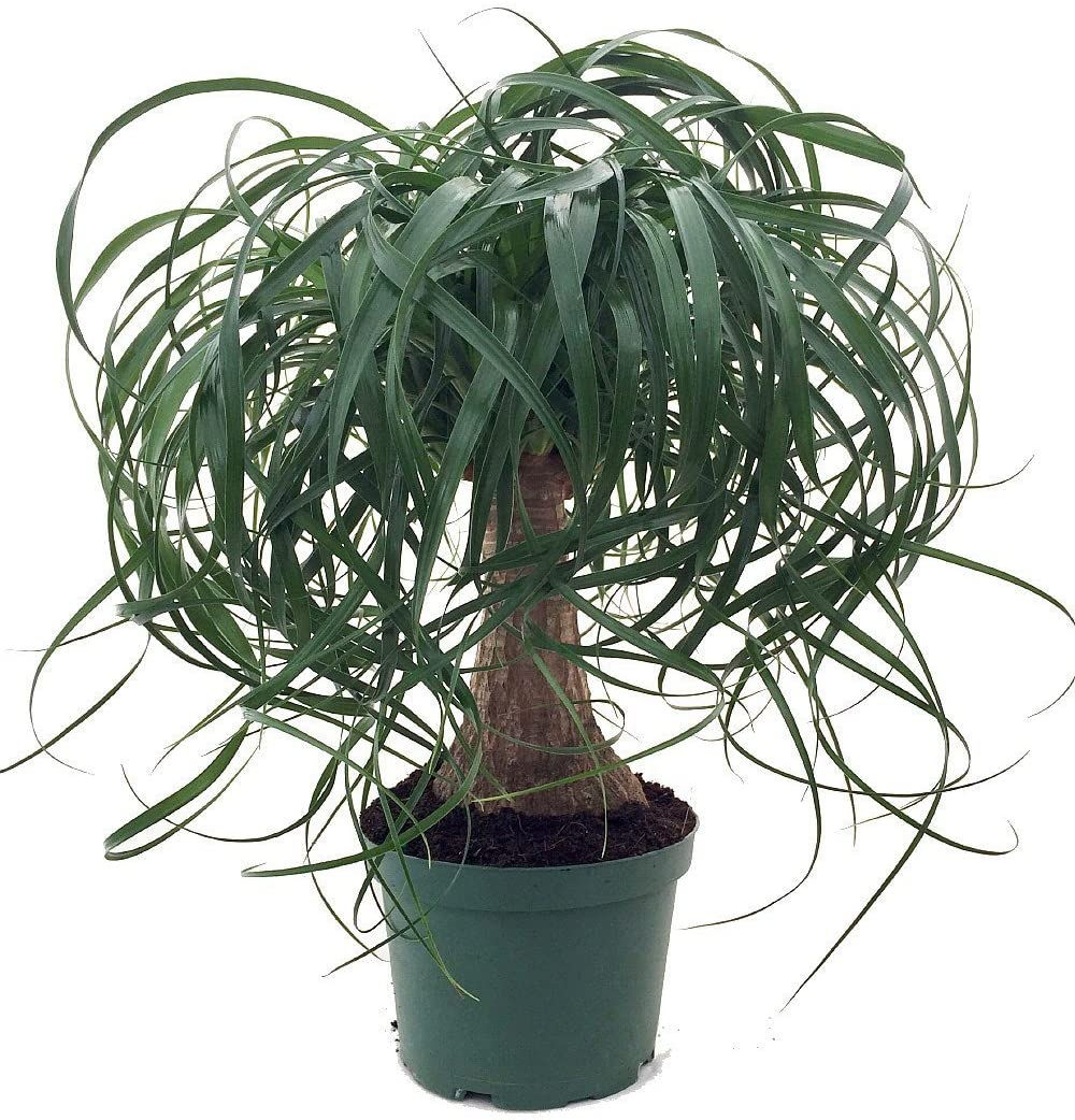 Ponytail Palm 6.5in