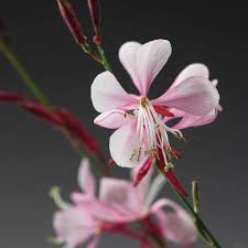 GAURA STRATOSPHERE PINK PICOTEE 4.5INCH POT