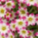 SAXIFRAGA MARTO RED PICOTEE QUART POT-ROCKFOIL