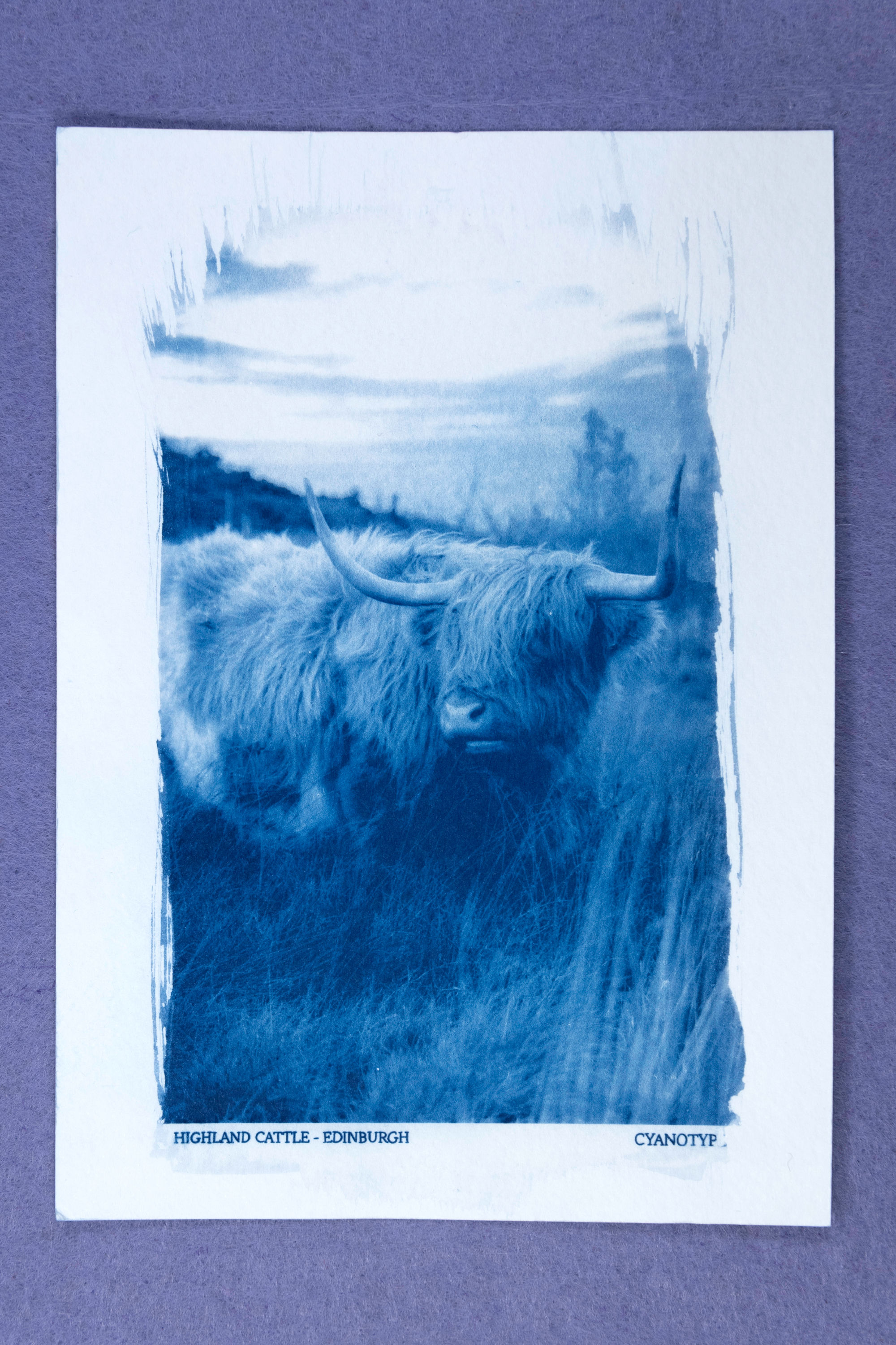 Highland Cattle - A6 Cyanotype