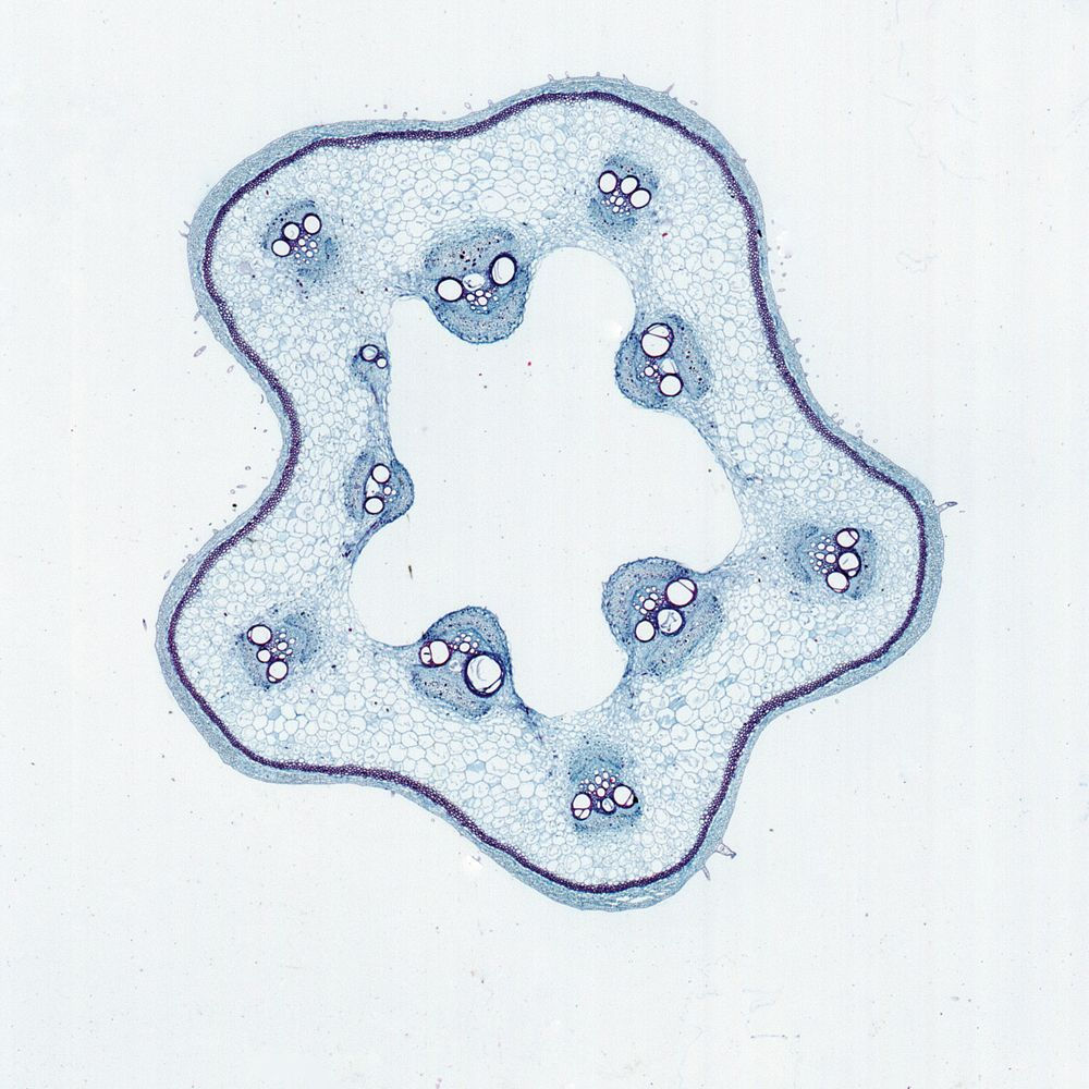 Pumpkin Stem, c.s. 12 µm Microscope Slide