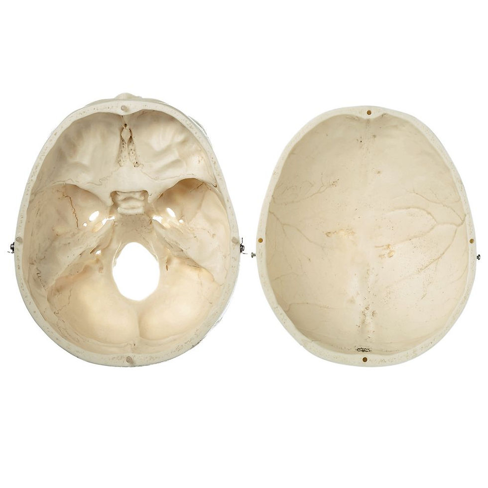 Thumbnail: Human Male Skull, Plastic