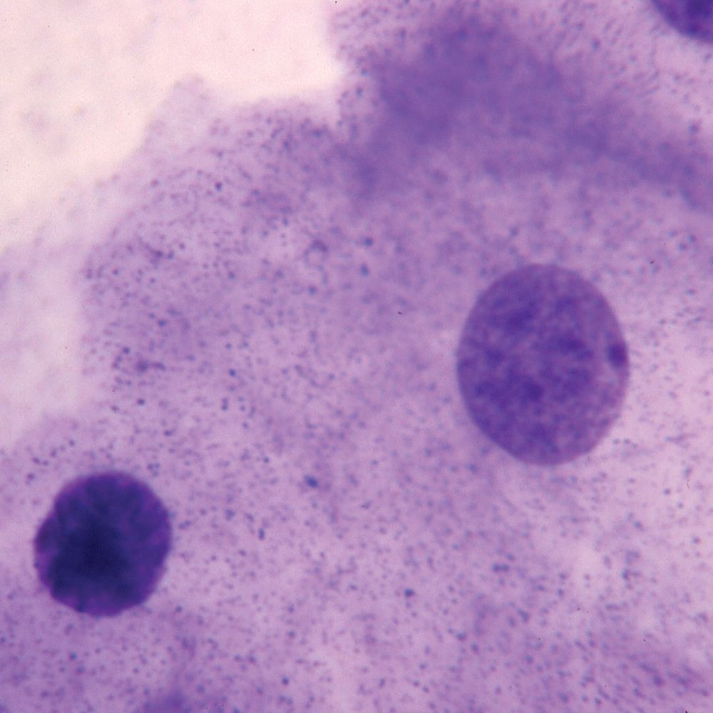 Typical Animal Cell Slide, w.m. (human cheek cell)