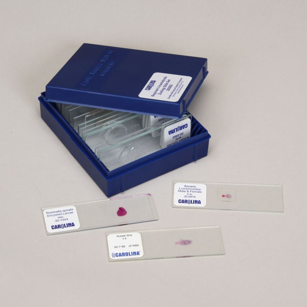 Bacteria and Fungi Microscope Slide Set
