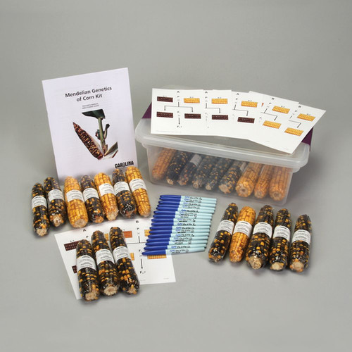 Mendelian Genetics of Corn Kit | Carolina Singapore