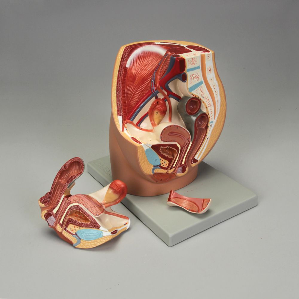 Altay Human Female Half Pelvis Model