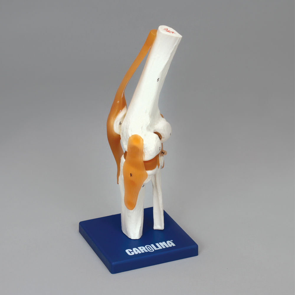 Carolina® Human Knee Joint Model