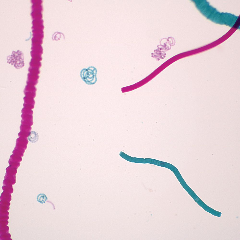 Mixed Blue-Green Algae,  Microscope Slide