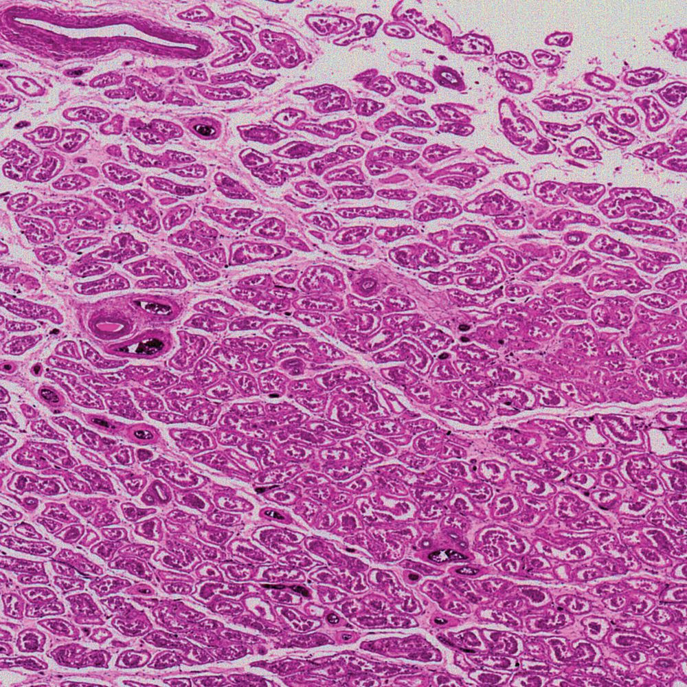 Human Testis Microscope Slide