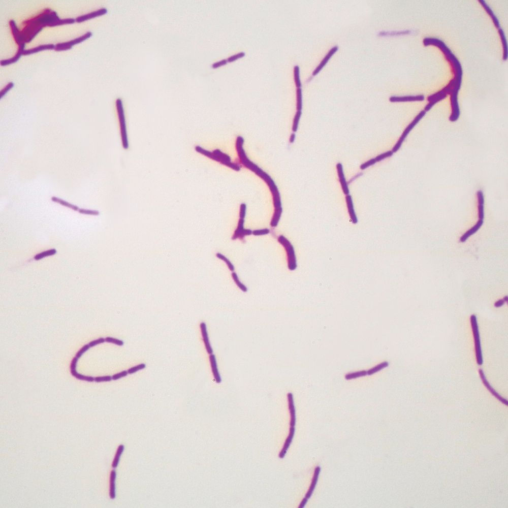 Bacillus subtilis, w.m. Microscope Slide