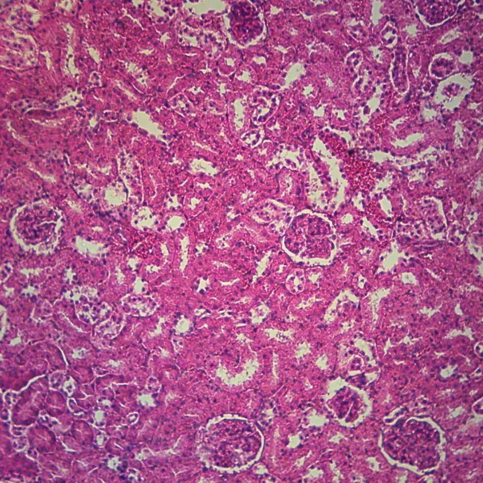 Mammal Simple Cuboidal Epithelium Microscope Slide