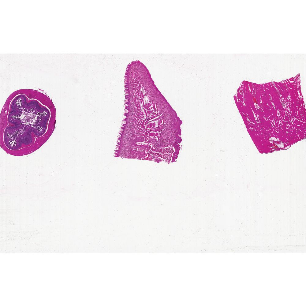 Mammal Muscle Types Microscope Slide