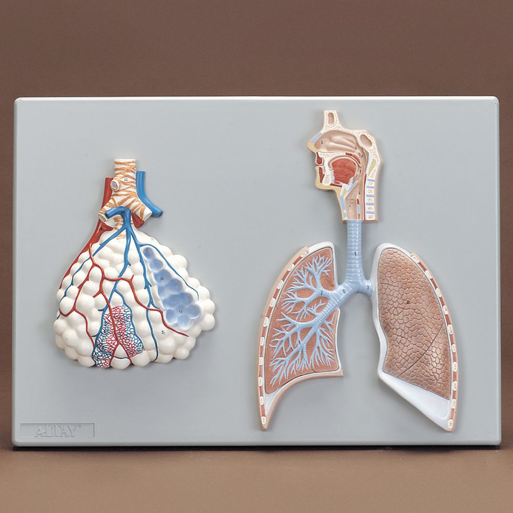 Altay Human Respiratory System Model, 2-parts
