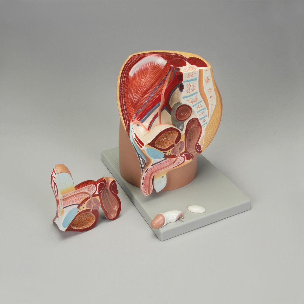 Altay Human Male Half Pelvis Model