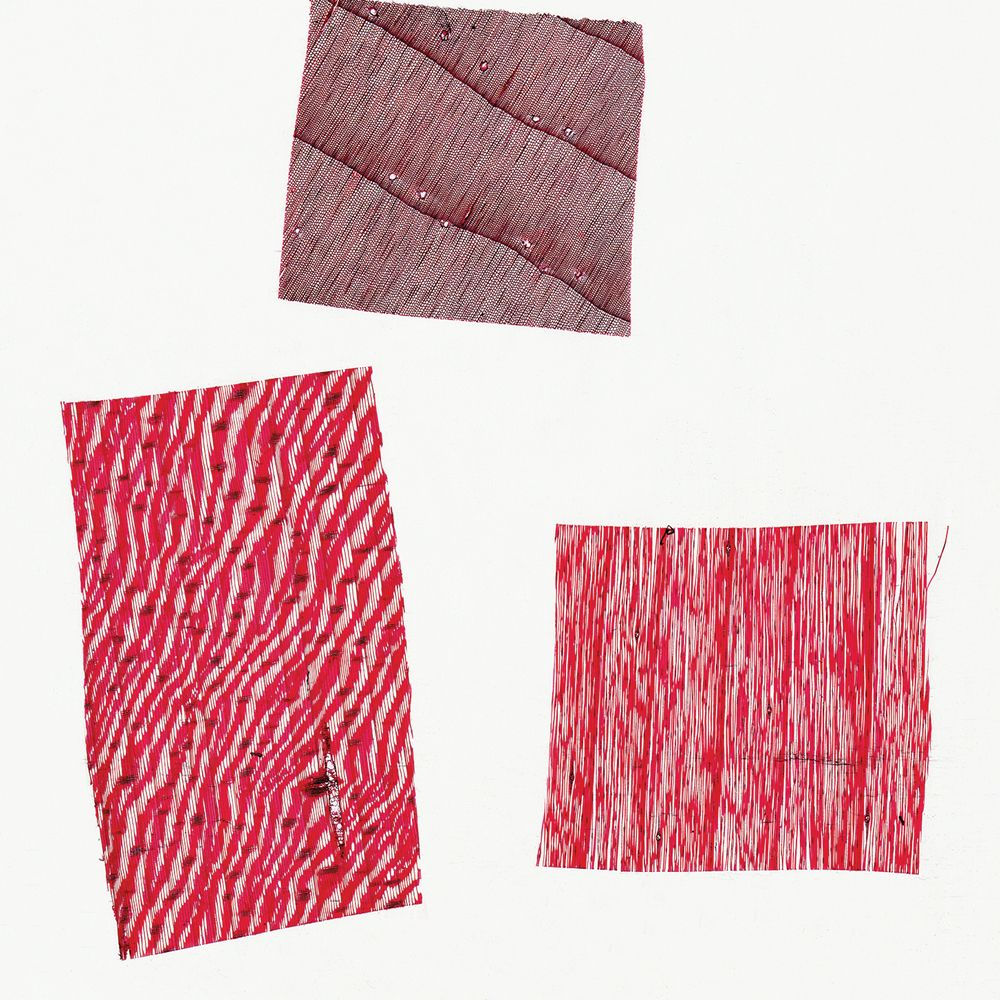 White Pine Wood 15 µm Microscope Slide