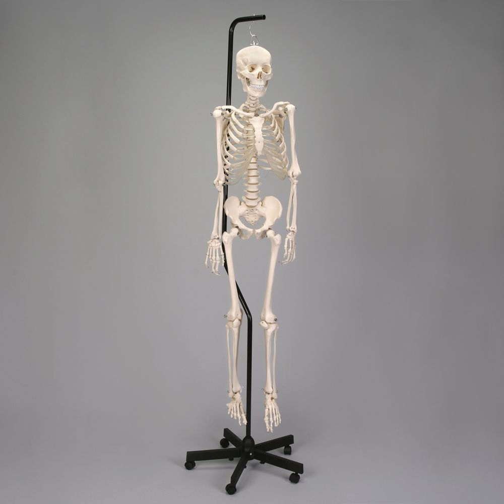 Economy Hang-up Skeleton