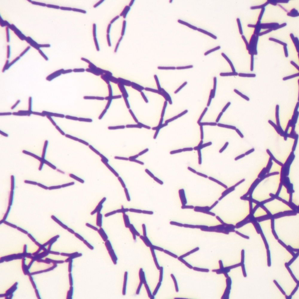 Bacillus megaterium (Typical Bacillus), w.m. Microscope Slide
