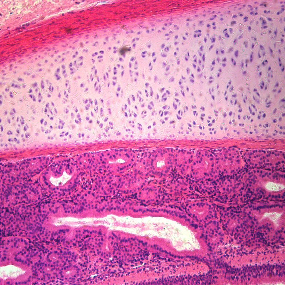 Mammal Pseudostratified Ciliated Columnar Epithelium Slide