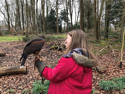 Freddie the Harris Hawk 1 (1).jpg