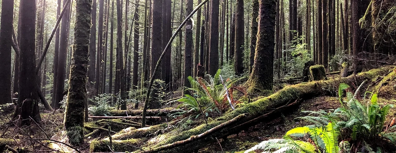 Pacific Northwest forest scene.webp
