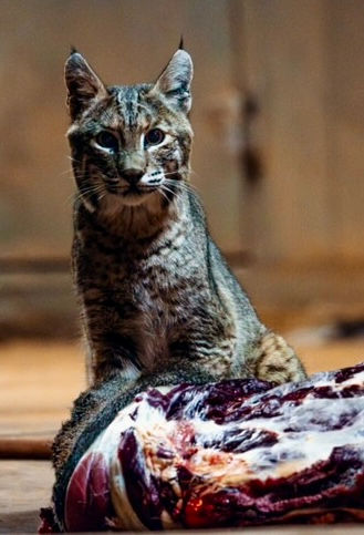 Texas Deer Hunt 2024