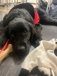 A puppy relaxing under a table while working