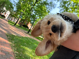 A silly photo of a dog being carried in someone's arms