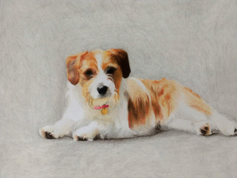 Jack Russell