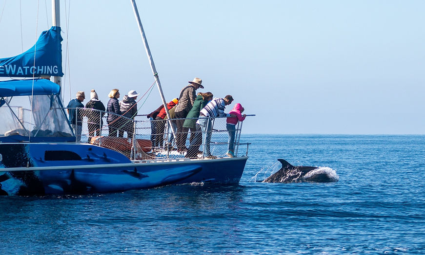whales.jpg